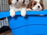 Our beautiful king Charles puppies are looking for a new home - foto 3