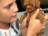 Our two adorable miniature toy poodle puppies - foto 1