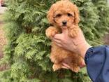Our two adorable miniature toy poodle puppies - foto 2