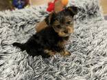 Our two Yorkshire terriers puppies - foto 3