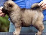 Pastor Caucásico - hermosos cachorros - foto 3