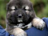 Pastor Caucásico - hermosos cachorros - foto 7
