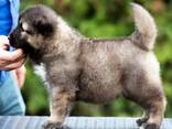 Pastor Caucásico - hermosos cachorros - foto 8