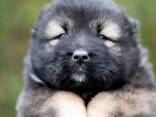 Pastor Caucásico - hermosos cachorros - foto 9
