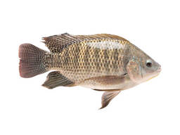 Pescado Tilapia Congelado