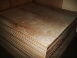 Plywood birch