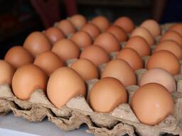 Compramos huevos de gallina al por mayor
