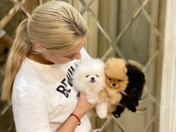 cachorros de pomerania