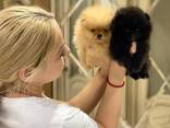 Pomeranian puppies - photo 2