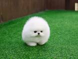 Pomeranian puppies - фото 2