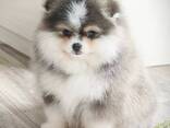 Pomerians Spzit puppies - фото 4