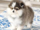 Pomerians Spzit puppies - foto 3