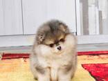 Pomerians Spzit puppies - foto 1