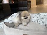 Beautiful Pomeranian puppies for sale and looking for their forever homes. - foto 1