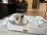 Beautiful Pomeranian puppies for sale and looking for their forever homes. - foto 2
