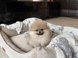 Beautiful Pomeranian puppies for sale and looking for their forever homes. - foto 3