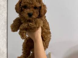 Precioso caniche toy de 3 meses. Machos y hembras disponibles.