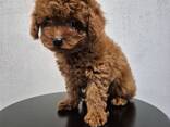Precioso caniche toy de 3 meses. Machos y hembras disponibles. - фото 3