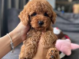 Продаются щенки мальтипу F1, мальчики и девочки.