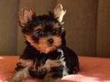 Yorkshire Terrier miniatura. - photo 2