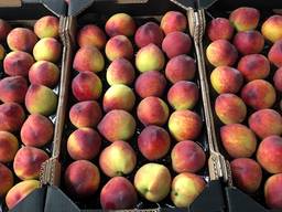 Предлагаем оптовые поставки свежих персиков из Испании.