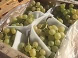 Предлагаем оптовые поставки винограда из Испании - фото 3