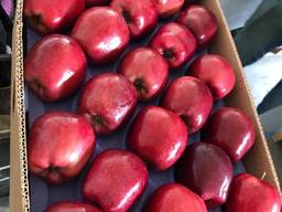 Предлагаем оптовые поставки яблок из Польши