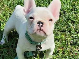Предлагаются прекрасные щенки французского бульдога.