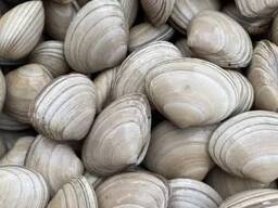 Premium Clams — Fresh/Frozen Seafood Supply