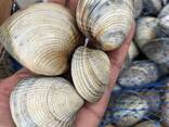 Premium Clams — Fresh/Frozen Seafood Supply - photo 1