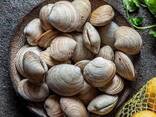 Premium Clams — Fresh/Frozen Seafood Supply - photo 2