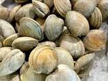 Premium Clams — Fresh/Frozen Seafood Supply - photo 3