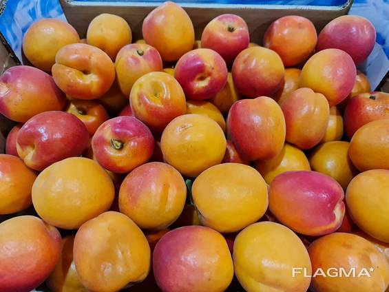 Предлагаем оптовые поставки абрикосов из Испании.
