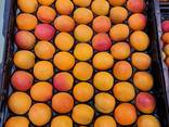 Предлагаем оптовые поставки абрикосов из Испании. - фото 3