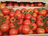 Продаем томаты - фото 4