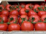Продаем томаты - фото 8