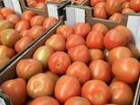 Продаем томаты - фото 11