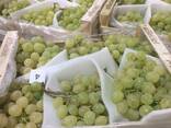 Предлагаем оптовые поставки винограда из Испании - фото 2