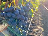 Продам оптом виноград "Молдова " - фото 1