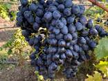 Продам оптом виноград "Молдова " - фото 2
