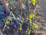 Продам оптом виноград "Молдова " - фото 3