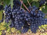 Продаём виноград «Молдова» - фото 1