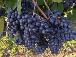 Продаём виноград «Молдова»