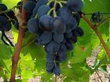 Продаём виноград «Молдова» - фото 4