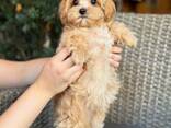 Adorable Maltipoo F1 puppies (one female and one male) - foto 1