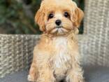 Adorable Maltipoo F1 puppies (one female and one male) - foto 2