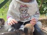 Продаются прекрасные щенки бигля - photo 2