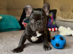 French Bulldog puppies for sale