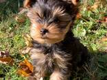 Продаются щенки мини-йоркширского терьера! - фото 1