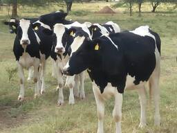 Quality cattle for milk